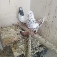 یک‌جفت‌نرماده‌خوب‌پرشی‌‌ویک‌‌جفت‌جوجه