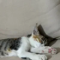 گمشده گربه
