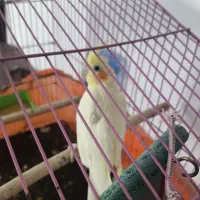 عروس هلندی نر مست سخنگو