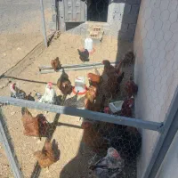 مرغ  تخم گذاروخروس