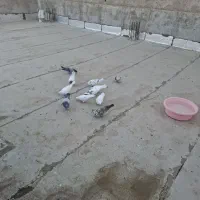 کفتر