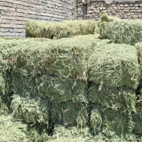 فروش۸۰بسته شبدر و۹۰بسته یونجه