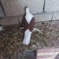دوکت پاپربلند