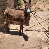 الاغ نر