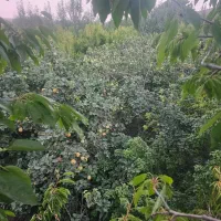 باغ سیب  و به و هلو اجاره داده میشود