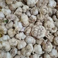 سیر ارگانیک
