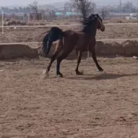 فروش یک راس نریان کرد پرخون