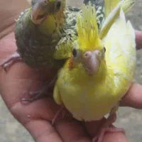 جوجه عروس هلندی تازه دونخور،مناسب دستی کردن