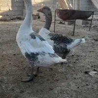 سه عدد غاز نر و ماده