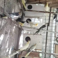 عروس هلندی مولد