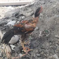 جوجه خروس