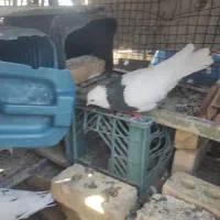 کفتر طوقی