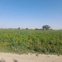 جمع آوری سیب زمینی 