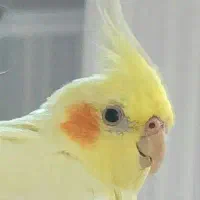 معاوضه عروس هلندی لوتینوباکوتوله برزیلی