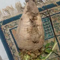 چغندر شیرین