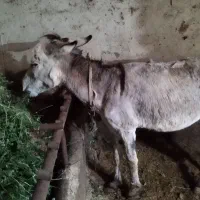 الاغ نر