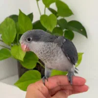 طوطی راهب ‌گرینچیک ‌ملنگو