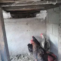 مرغ