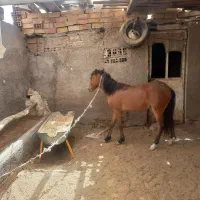 سلام  اسب نر یک سال