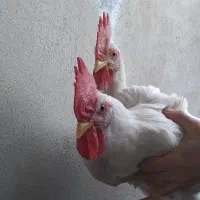 خروس