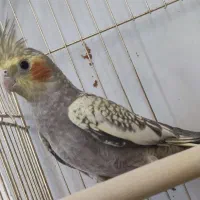 دو عدد جوجه عروس هلندی