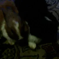 خرگوش دو عدد سالم یک ماهه