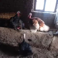 بوقلمون نر