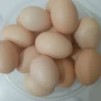 تخم مرغ محلی تازه