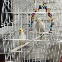 عروس هلندی. دونه ای هم فروش میره