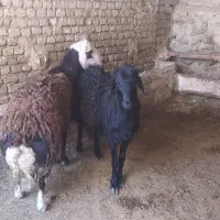 حیوان