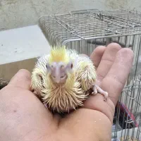جوجه عروس سرلاکی