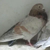 کبوتر پیس