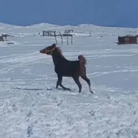 اسب|اسب و تجهیزات اسب‌سواری|خوی, |دیوار