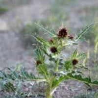 مقدار 2 تن کاه کنگر پر دانه