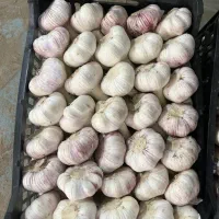 استخدام