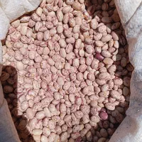 لوبیا چیتی