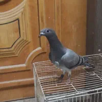 پلاکی جوجه سبز