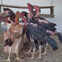خروس لاری