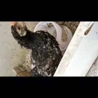 دو عدد مرغ شش ماهه