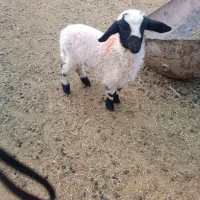 میش بره دار جوان