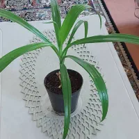 گل‌ذرتی