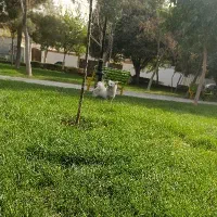 سگ پامرئین و زیبا و حرف گوش کن