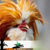 فروش جوجه لهستانی ورداتی اصیل