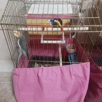 عروس هلندی سخنگو با ۳ جوجه