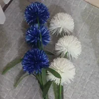 گل داوودی