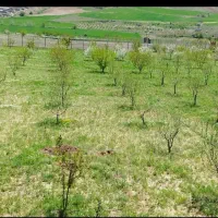 باغ۸کیلومتری  سقز صاحب