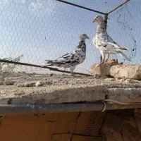 کبوتر هفترنگ