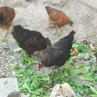 ۱۵ عدد مرغ رسمی تخمگذار جوان
