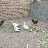 اردک چاق و تخم‌گذار