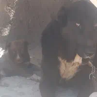 خرسی|سگ|فارسان, |دیوار